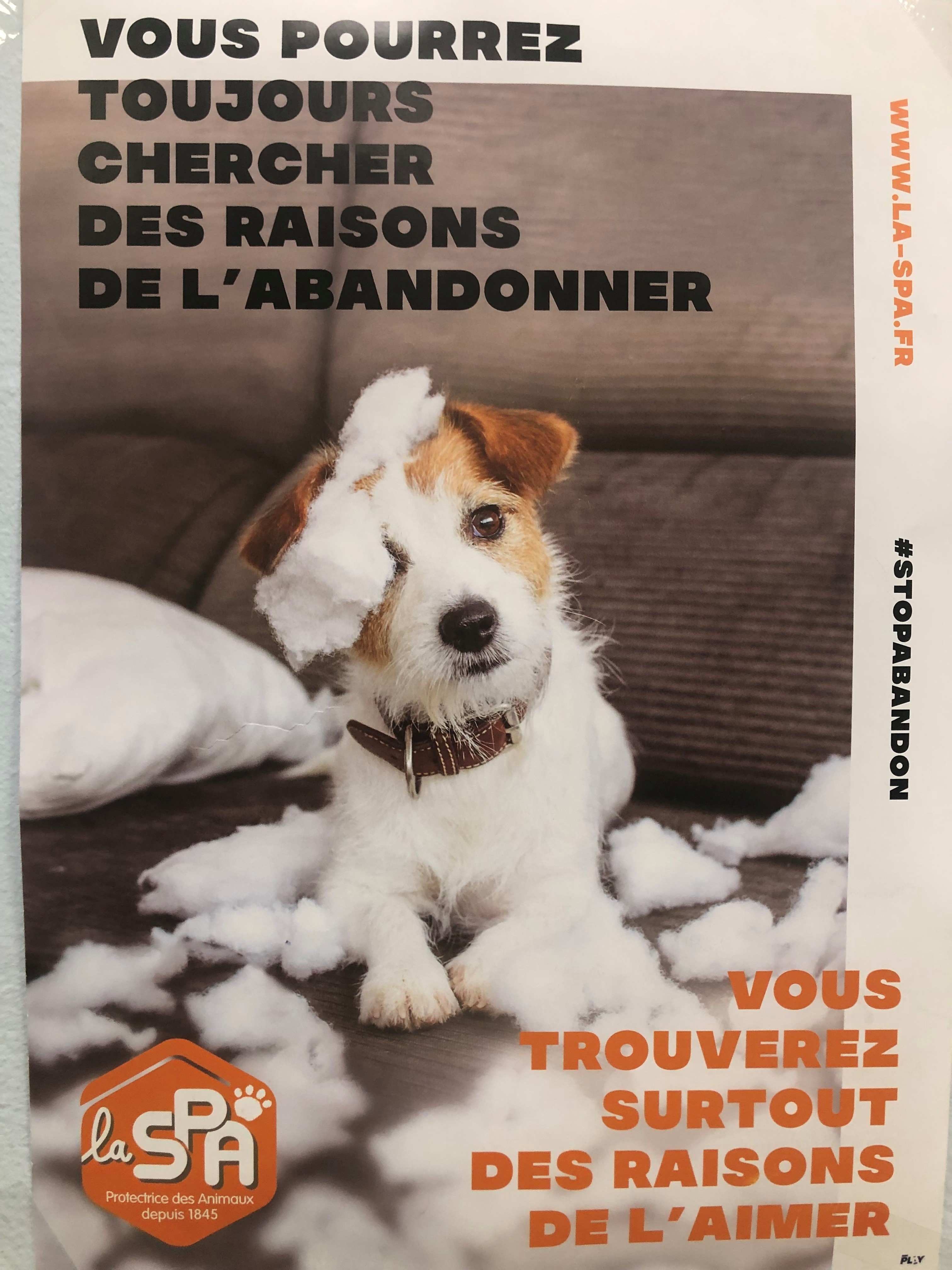 Visuel : Les lves de sixime soutiennent la SPA
